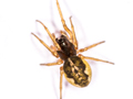 Pachygnatha degeeri
